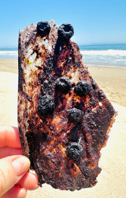 Fur Monster Goodies LLC - Bark: 100% Grass-Fed Bison & Wild Organic Blueberry