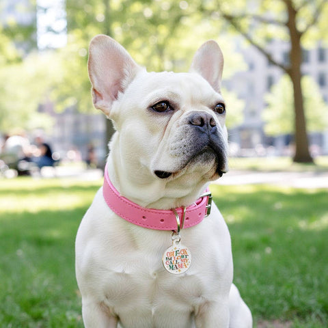 Bad Tags - Personalized Pet ID Dog Collar Tag - F*ck I'm Lost Call Mama